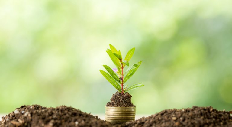 planting-trees-coin-pile-with-sunlight